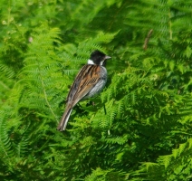Reed Bunting