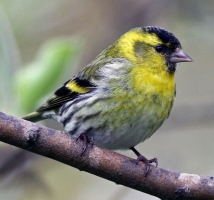 Siskin