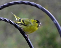 Siskin