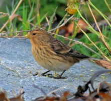 Twite