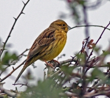 Yellowhammer