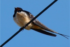 Swifts, Swallows and Martins