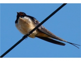 Barn Swallow