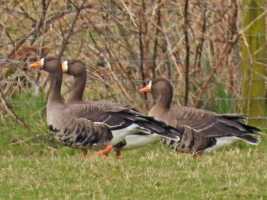 Greenland White-fronts