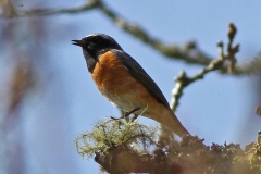 Thrushes and Chats