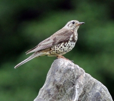Mistle Thrush