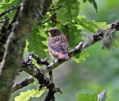 Redstart (juvenile)