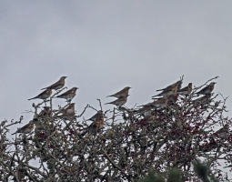 Redwing and Fieldfare