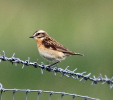 Whinchat