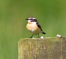 Whinchat