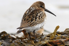 Waders
