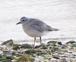 Grey Plover