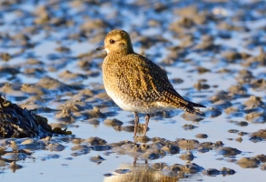 Golden Plover