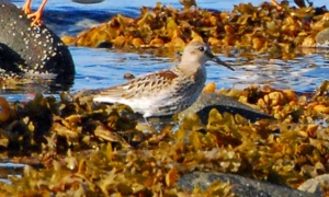 Dunlin