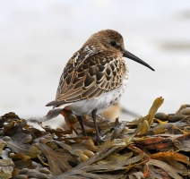 Dunlin