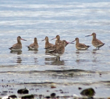 Bar-tailed Godwit