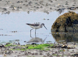 Greenshank