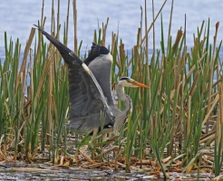 Grey-Heron