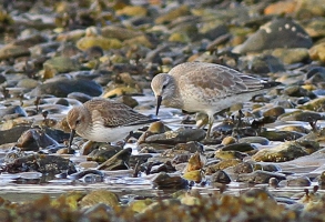 Knot and Dunlin