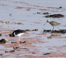 Oystercatcher and Godwit