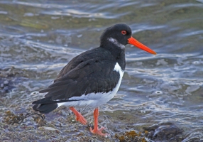 Oystercatcher