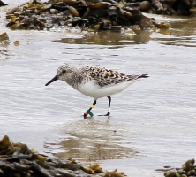 Sanderling