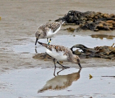 Sanderling