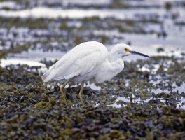 Snowy-Egret