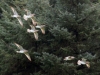 Whimbrel