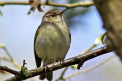 Warblers