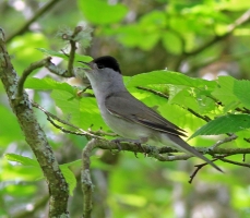 Blackcap