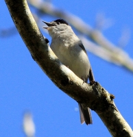 Blackcap