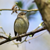 Chiffchaff