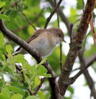 Garden Warbler