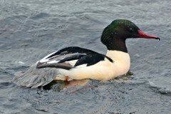 Waterfowl