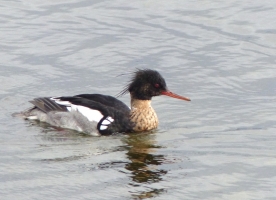 Red-breasted Merganser (male) (Bob Russson)