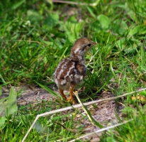 Red-legged Partridge-chick