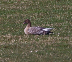 pink footed-goose