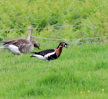 Red-breasted-Goose