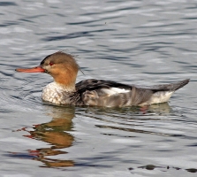 Red Breasted Merganser