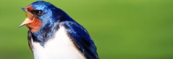 Swallow