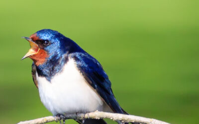 Swallow