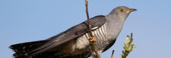 Common Cuckoo