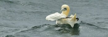 Gannet