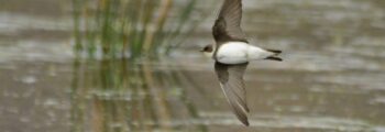 Sand Martin