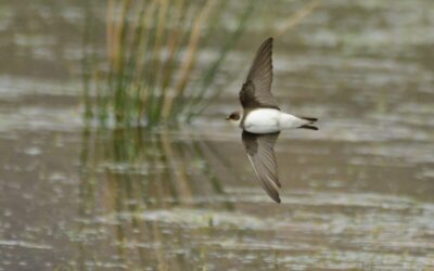 Sand Martin