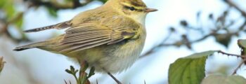 Willow Warbler