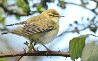 Willow Warbler