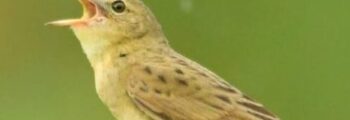 Grasshopper Warbler