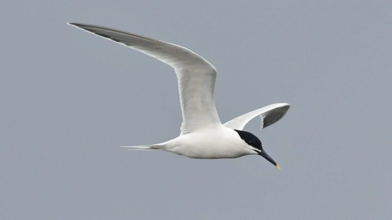 Sandwich Tern